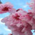 prunus- blireana