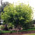 box-elder