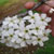 bradford pear