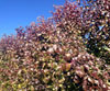 Edgedell Pear