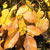flowering ash autumn