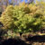 flowering ash