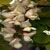 frisia-flower