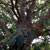 Honey Berry Tree