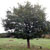 Honey Berry Tree