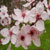 nigra plum