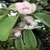 Quince Blossom