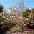 Saucer-Magnolia -tree