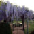 wisteria