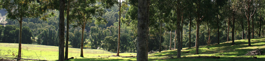 Fat Eucalypts