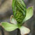 flowering ash bud-burst