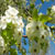 mamchurian blossom