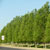 simons poplar