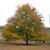 Chinese Elm