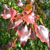 Manchurian Pear leaves2