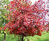 Pin Oak