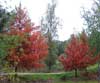Swamp Cypress