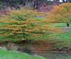 Willow Oak
