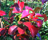 Bradford Pear