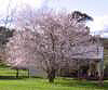 Flowering Cherry Plum