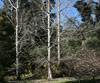 Hybrid White Poplar