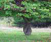 Judas Tree 