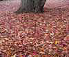 Liquidambar