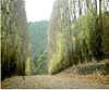 Lombardy Poplar