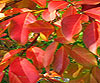 Manchurian Pear