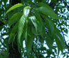Sawtooth Oak