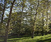 Semi-Evergreen Poplar 