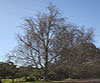 Simon’s Poplar
