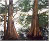 Swamp Cypress