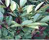 Velvet Ash 