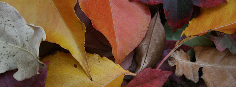 Leaves-various
