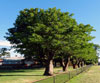 Coral Tree