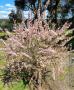 Dwarf Flowering  Plum