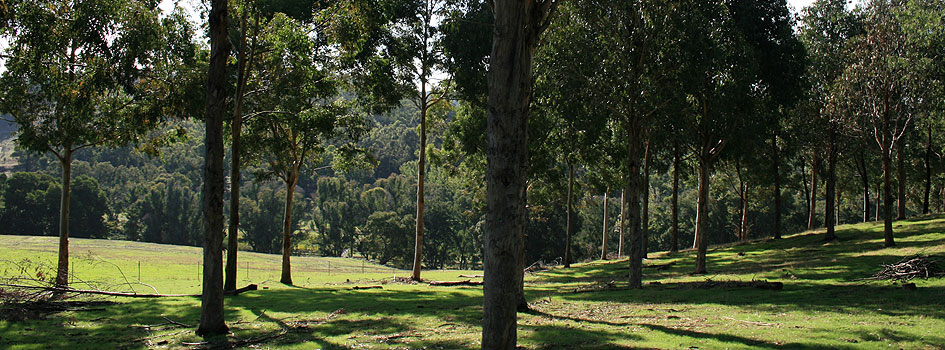 Fat-Eucalypts