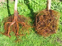 bare root trees