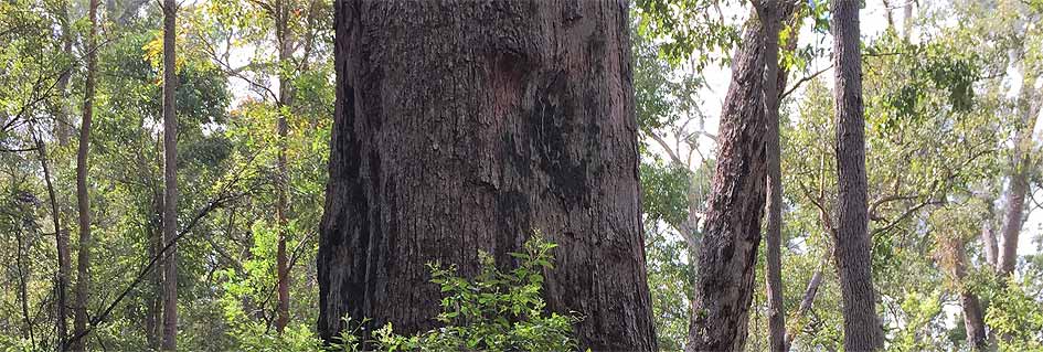 Jarrah Tree