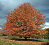 Liquidambar