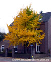 Maidenhair Tree 