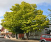 Golden Robinia