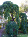 Weeping Pagoda Tree