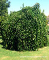 Weeping Mulberry