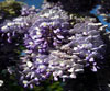 Wisteria