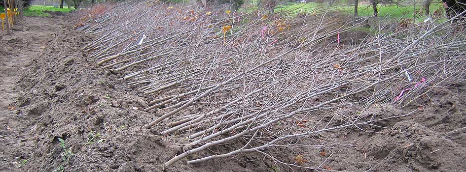 bareroot trees