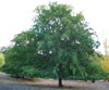 Chinese Elm