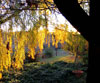 Golden Weeping Willow