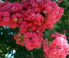 Crepe Myrtle